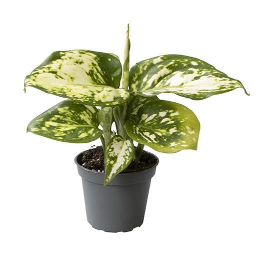 <h4>AGLAONEMA COMM. p6 SNOWFLAKE</h4>