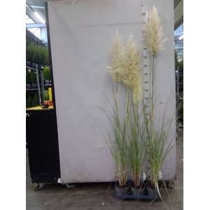 Cortaderia sell. 'Pumila'