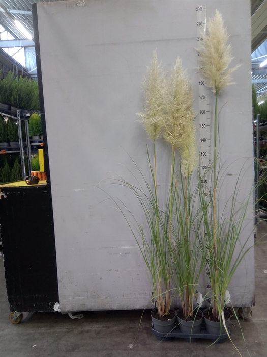 <h4>Cortaderia sell. 'Pumila'</h4>