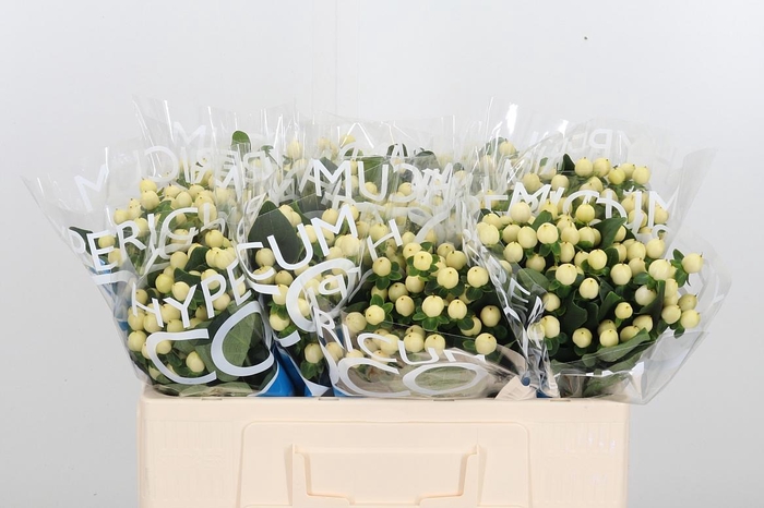 <h4>Hyp Coco Bellimo</h4>