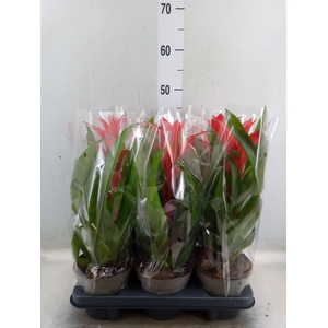 Guzmania   ...