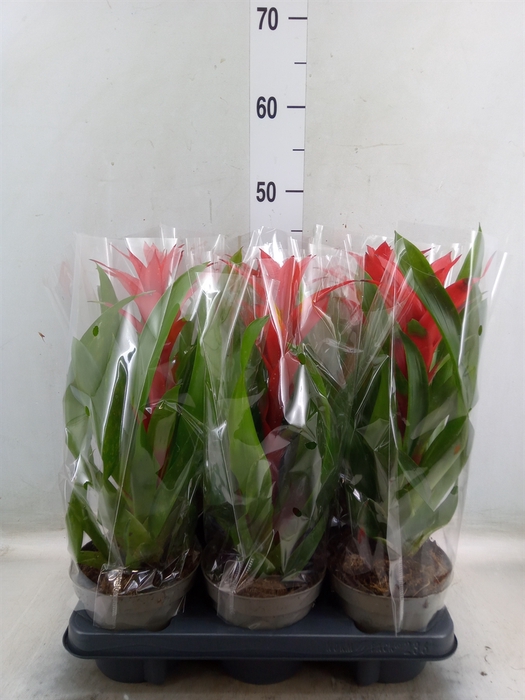 <h4>Guzmania   ...</h4>