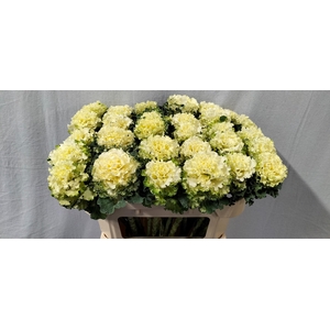 BRASS CRANE RU WHITE