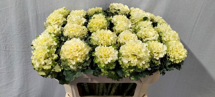 <h4>BRASS CRANE RU WHITE</h4>