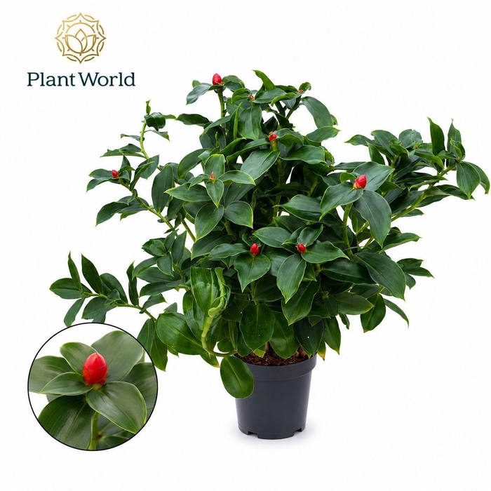 <h4>Costus Woodsonii</h4>