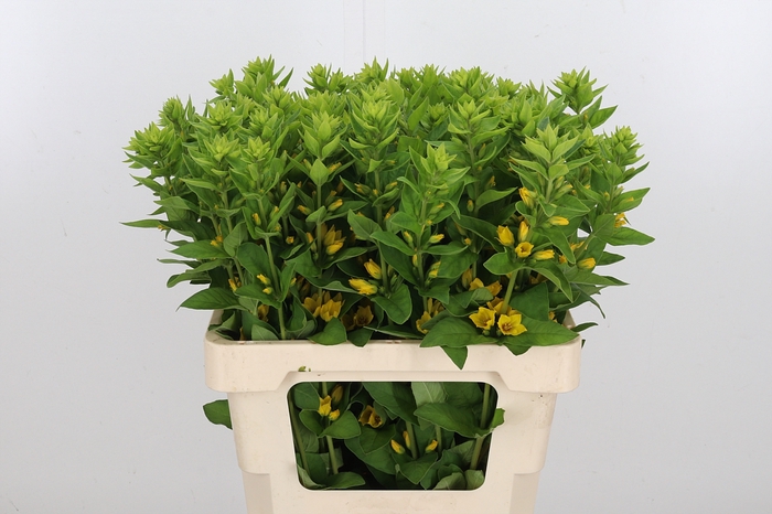 <h4>Lysimachia Punctata</h4>