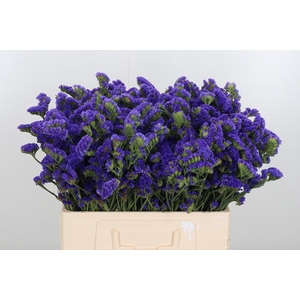 Limonium Crystal Dark Blue