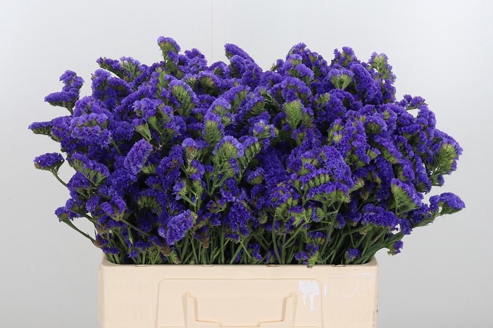 <h4>Limonium Crystal Dark Blue</h4>