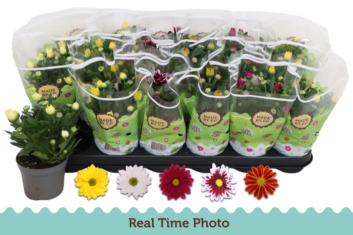 <h4>CHRYS GEM 5 KL</h4>