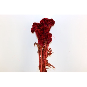 Pres Celosia Cerise Bunch