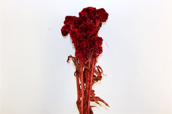 <h4>Pres Celosia Cerise Bunch</h4>