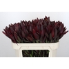 Leucadendron Saf Sunset Dark R.