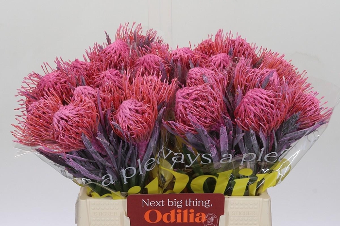 <h4>Nutans Painted Pink</h4>