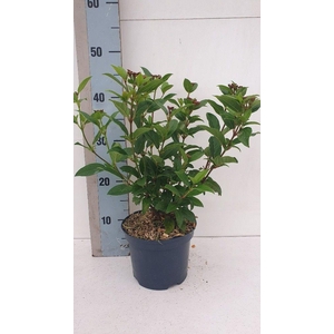 Viburnum tinus Spirit