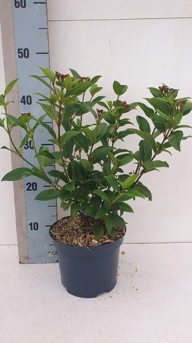 <h4>Viburnum tinus Spirit</h4>