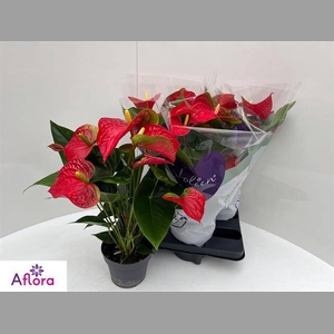 ANTHU AN BAMBINO RED