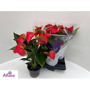 ANTHU AN BAMBINO RED