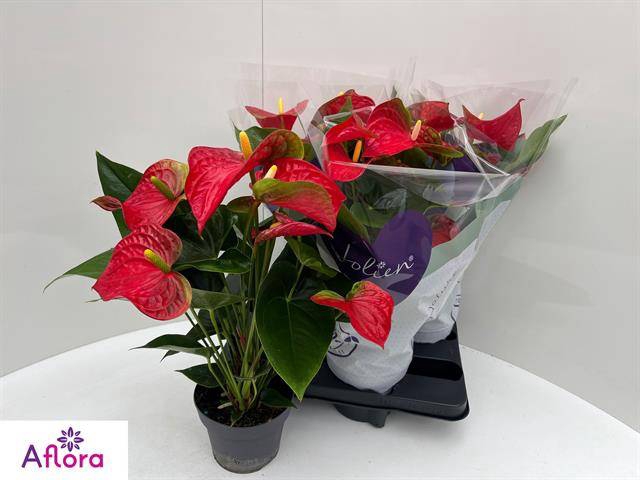 <h4>ANTHU AN BAMBINO RED</h4>
