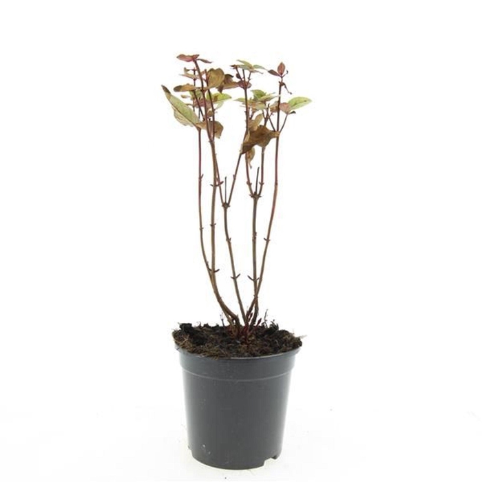 Hypericum x inodorum Magical Black