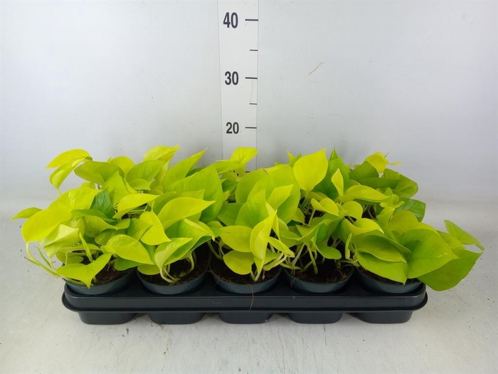 <h4>Epipremnum pinn. 'Golden Pothos'</h4>
