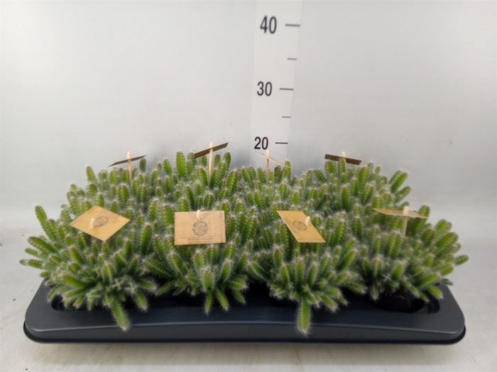 <h4>Hylocereus undatus</h4>