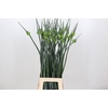 Allium porrum 'Kenton'