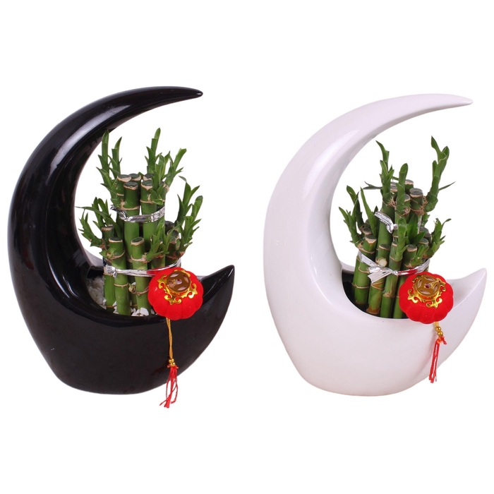 <h4>Lucky Bamboo Round 2Big in Moonshape pot Ø19cm</h4>