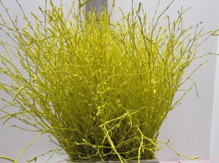 <h4>BERK GEEL L60</h4>