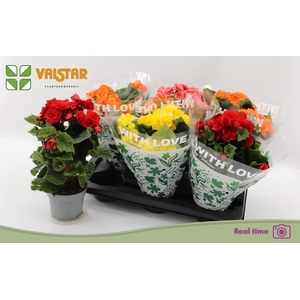 !! PROMO !! BEGONIA MIX