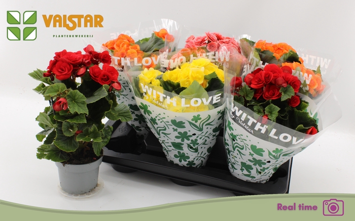 <h4>!! PROMO !! BEGONIA MIX</h4>