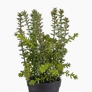 Sedum Plant in Pot Green PP550053GRN