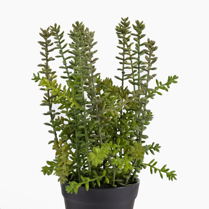 Sedum Plant in Pot Green PP550053GRN