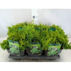 Juniperus procumbens 'Nana'