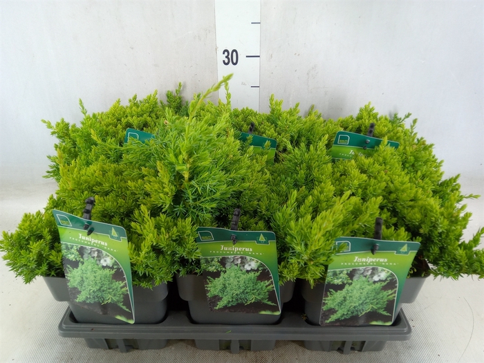 <h4>Juniperus procumbens 'Nana'</h4>