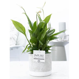 Spathiphyllum Kortoin P&PURE Jade ceramics