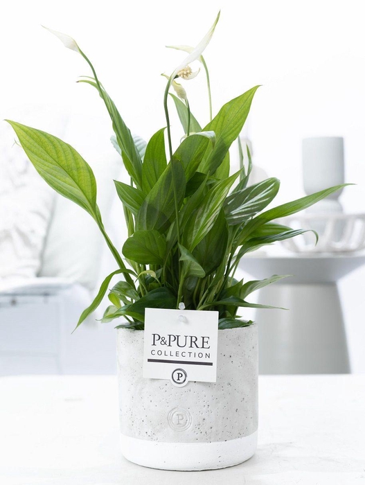 <h4>Spathiphyllum Kortoin P&PURE Jade ceramics</h4>