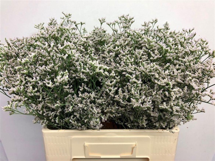 <h4>LIM WHITE NETO</h4>