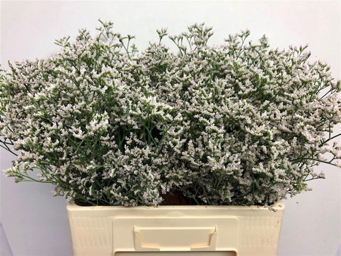 <h4>LIM WHITE NETO</h4>