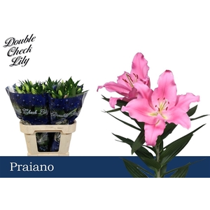 LI OR PRAIANO 2+