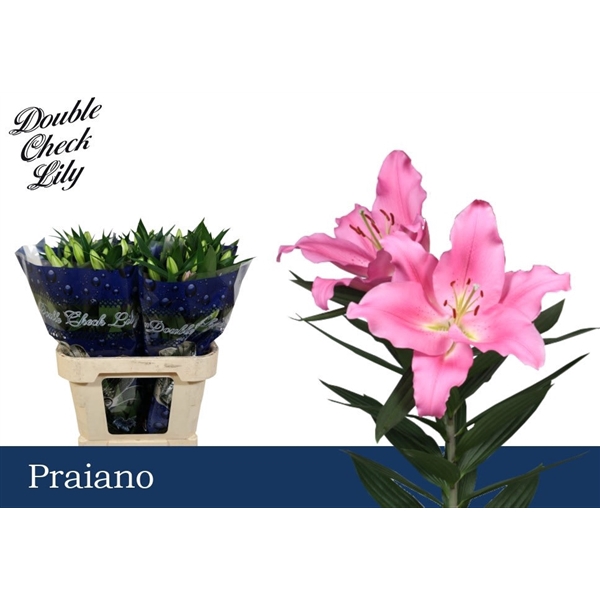 <h4>LI OR PRAIANO 2+</h4>