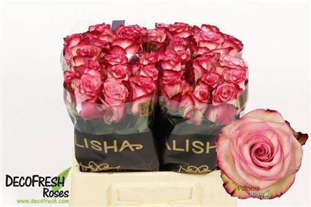 <h4>R Gr Paloma</h4>