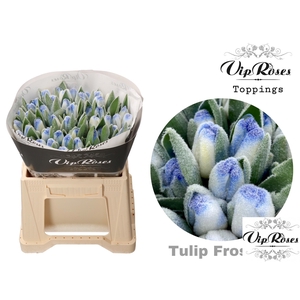 Tu En Vip Frost Blue