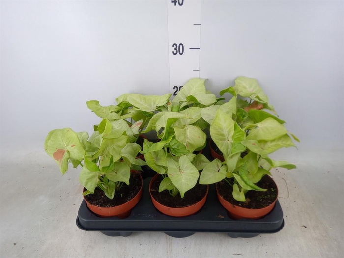 <h4>Syngonium podop.</h4>