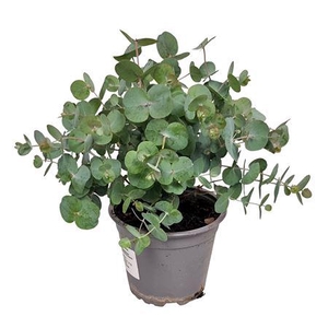 Eucalyptus Silver Dollar Bush
