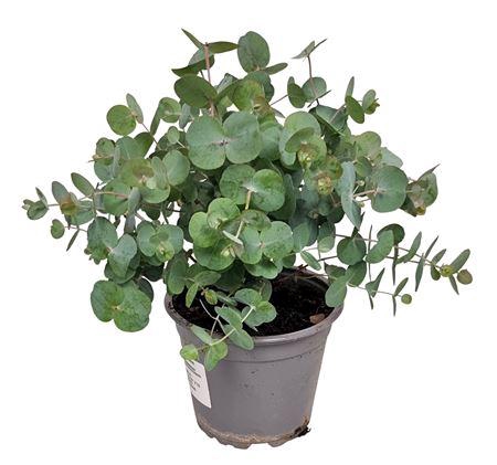 <h4>Eucalyptus Silver Dollar Bush</h4>