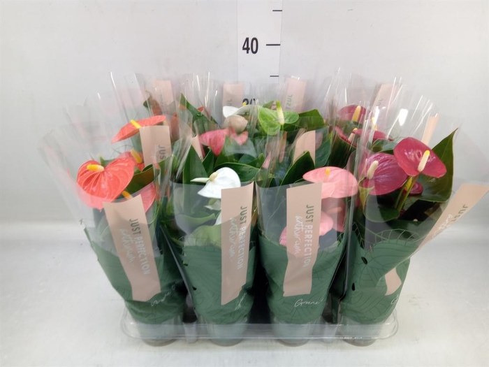 <h4>Anthurium   ...mix</h4>
