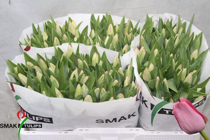 <h4>Tu En Bella Blush</h4>