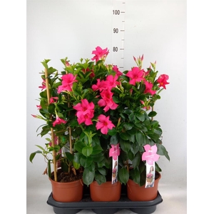 Mandevilla sand. 'SumStar Pink'