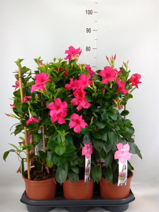 <h4>Mandevilla sand. 'SumStar Pink'</h4>