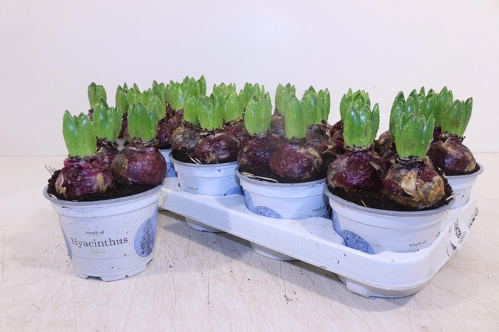 <h4>HYACIN DELFT BLUE</h4>